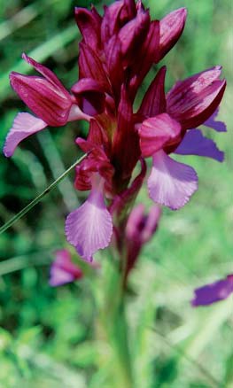 Vrsta Orchis papilionacea L. (FOTO J. Topić) Card image cap